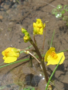 Utricularia vulgaris